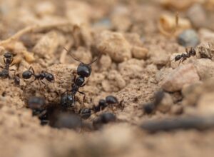 We don’t need to follow the Obama administration and the left down the path to what Ronald Reagan so accurately called “the anthill of socialism.”