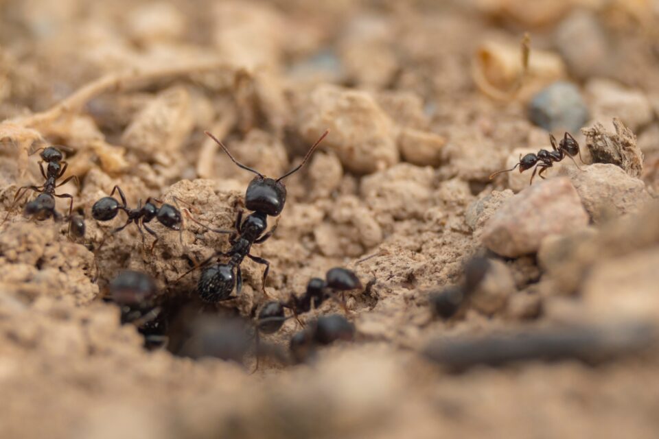 We don’t need to follow the Obama administration and the left down the path to what Ronald Reagan so accurately called “the anthill of socialism.”