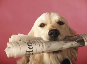 Where do elected officials go for information on public policy issues? They read newspapers, often three or more a day.