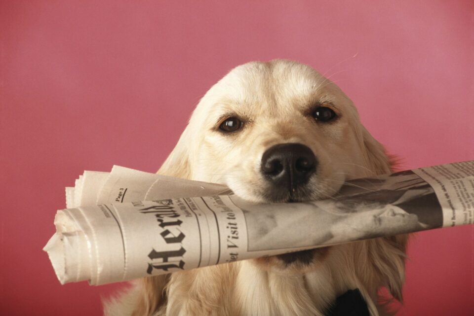 Where do elected officials go for information on public policy issues? They read newspapers, often three or more a day.