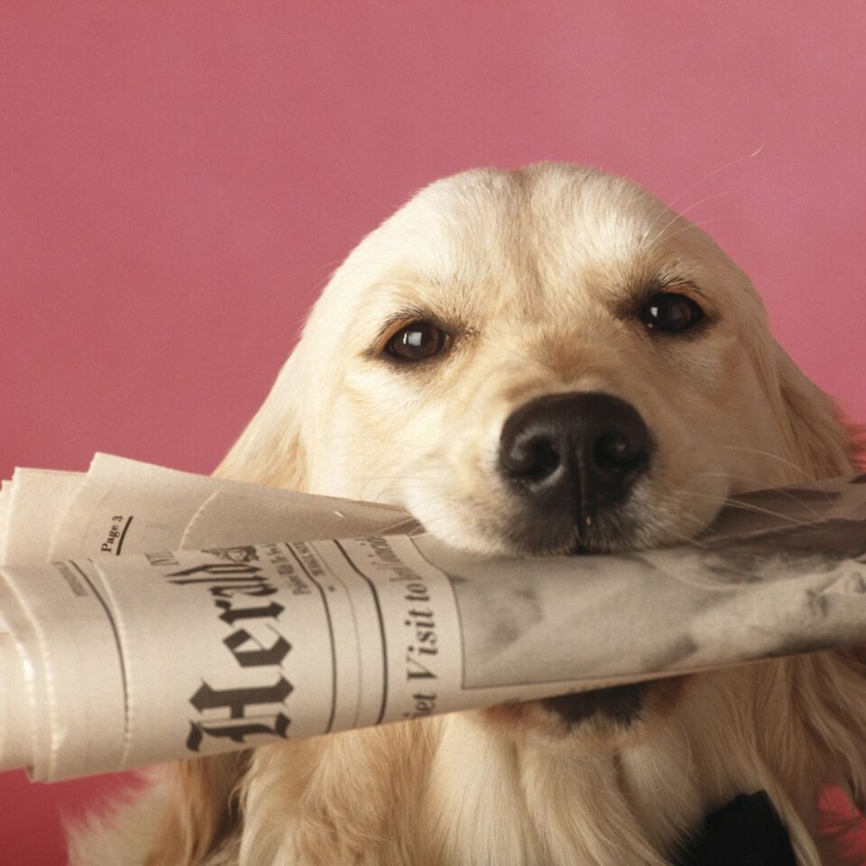 Where do elected officials go for information on public policy issues? They read newspapers, often three or more a day.
