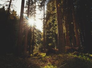What gives us private property rights to land, possessions, and our own bodies? Historically, private property rights have been respected for five reasons.